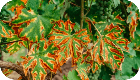 Fungicides-thumb