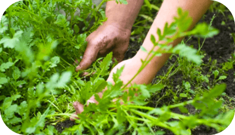 Herbicides-thumb