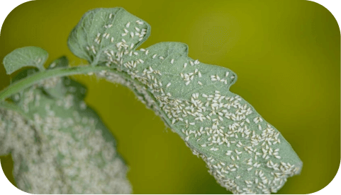 Insecticides-thumb