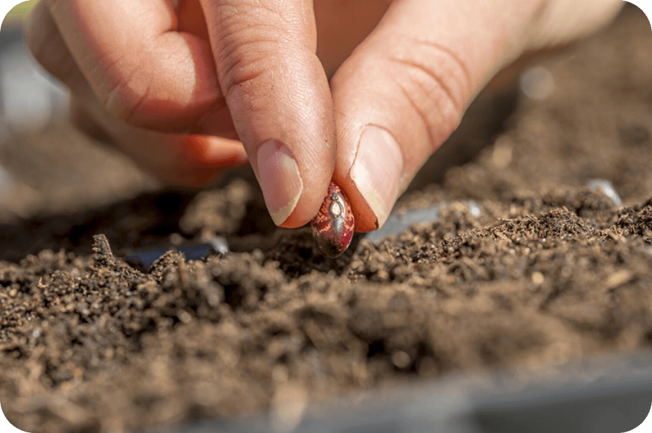 seeding-banner