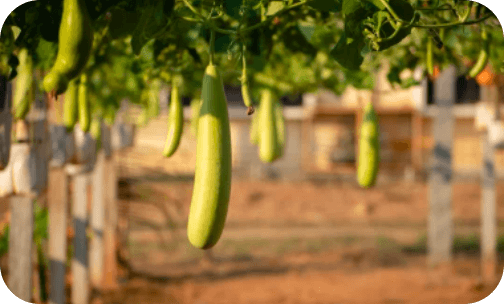 seminis-bottle-gourd