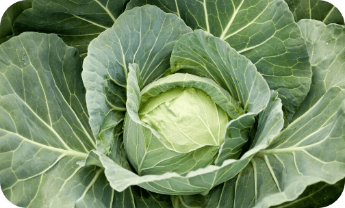 seminis-cabbage