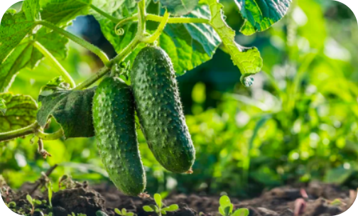 seminis-cucumber
