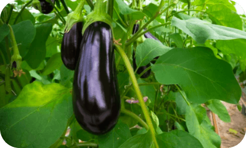 seminis-egg-plant