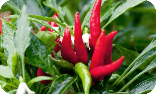 seminis-hot-pepper