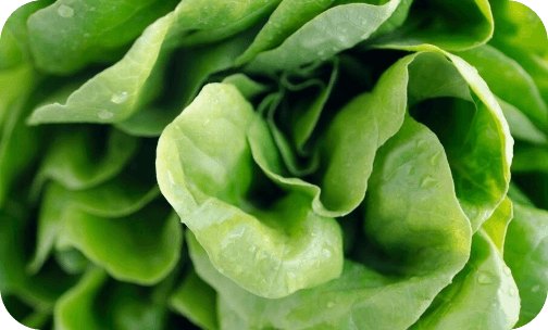 seminis-lettuce