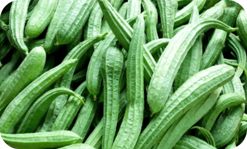 seminis-ridge-gourd