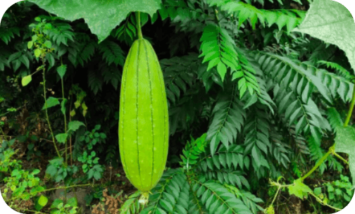 seminis-sponge gourd