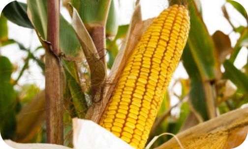 seminis-sweet-corn