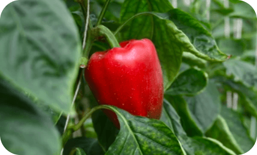 seminis-sweet-pepper