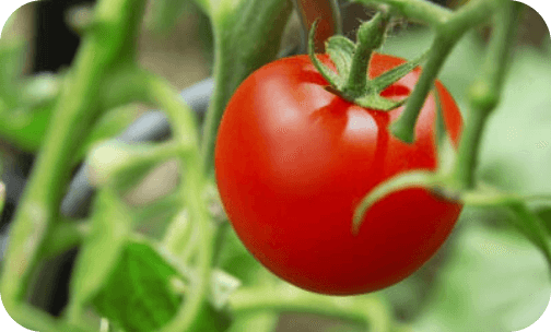 seminis-tomato