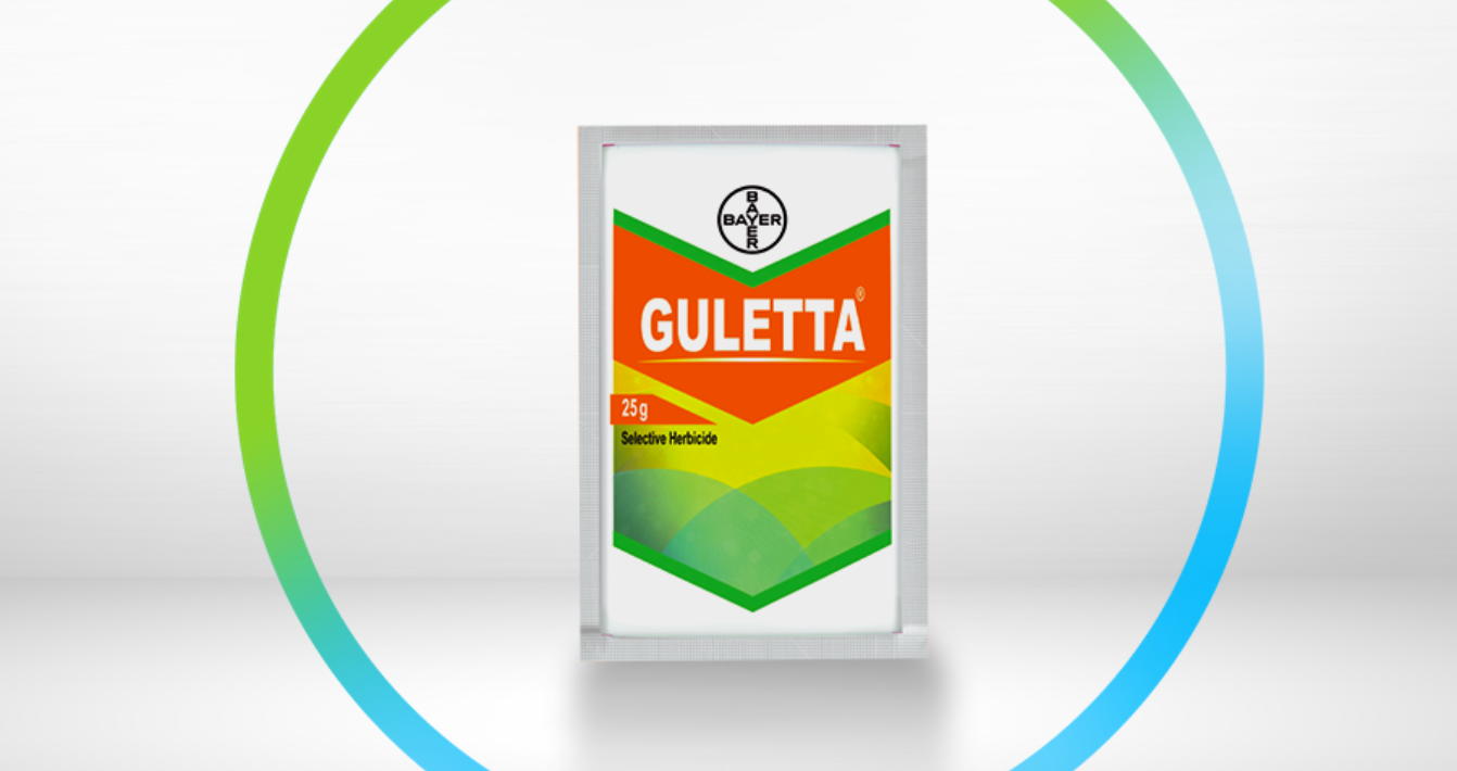 Guletta-banner