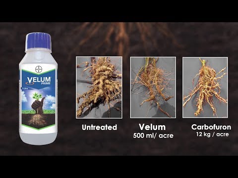 Velum Prime testimonial 2