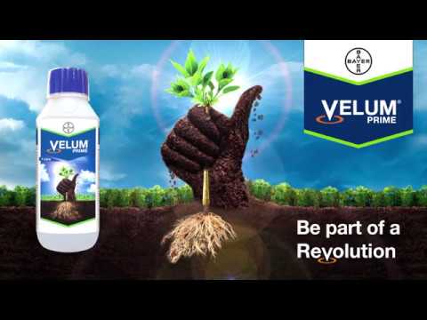 Velum Prime testimonial