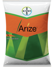 Arize