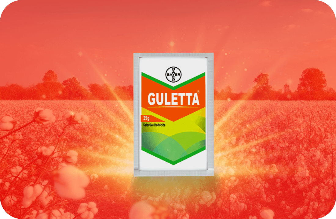 guletta-feature-pic