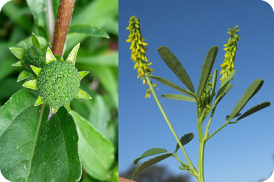 heribicides-guletta