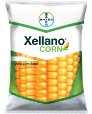 Xellano