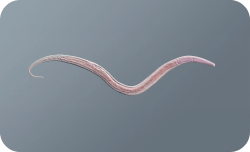 Root knot nematode