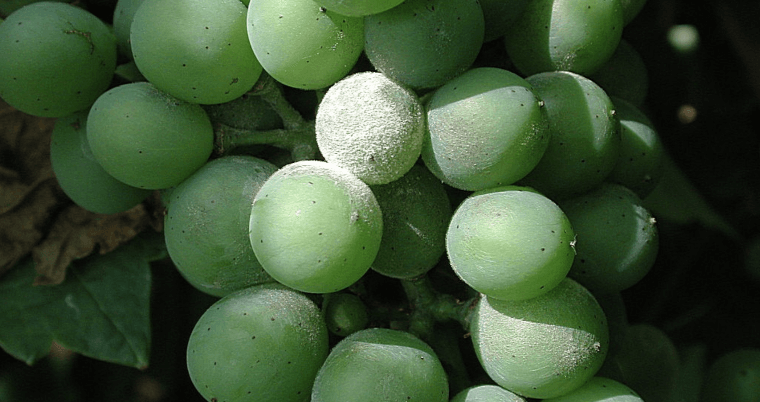 Management of downy mildew and powdery mildew diseases in grapes