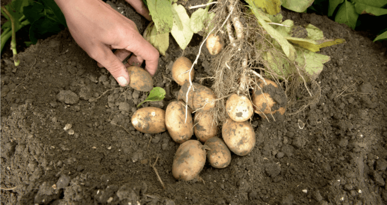 best cultivation practises for potato