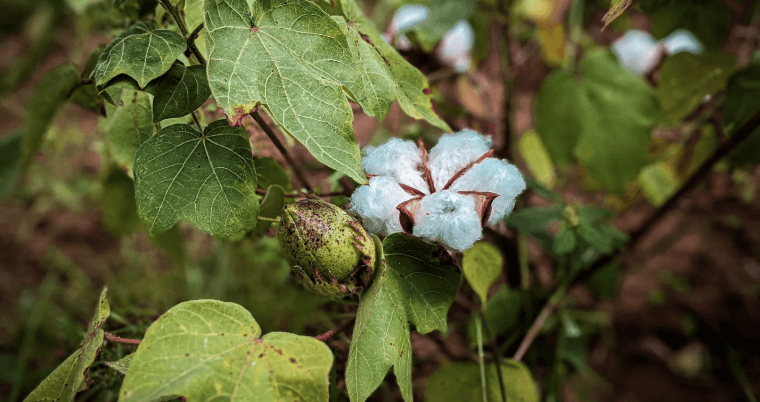 management of cotton wilt disease
